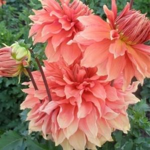 Meet your Posher, Pat